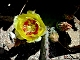thumbnail of an Opuntia in bloom