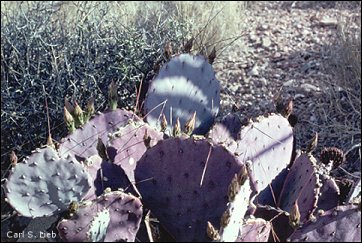 Prickly Pear Opuntia