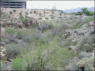 Parkinsonia in arroyo