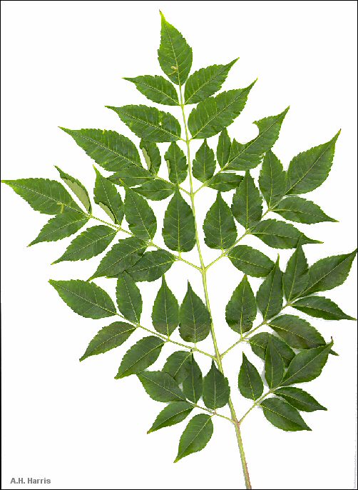 pinnate leaf