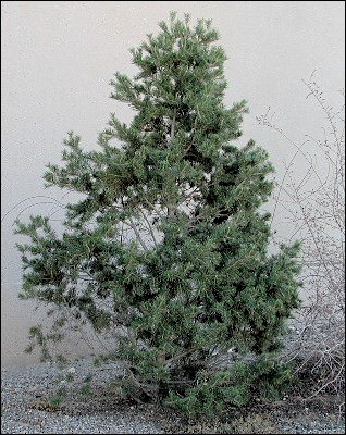 pinyon pine