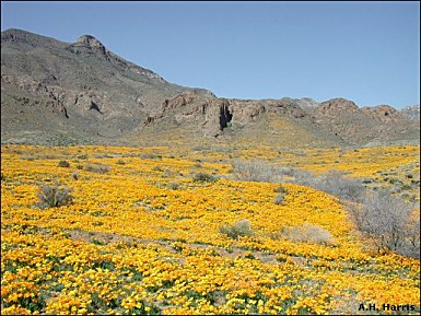 poppies and mountains