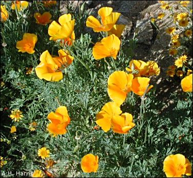 Mexican Poppies