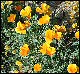 thumbnail of Mexican poppies
