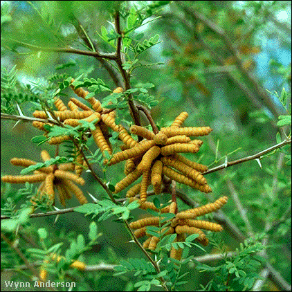 screwbean mesquite fruits
