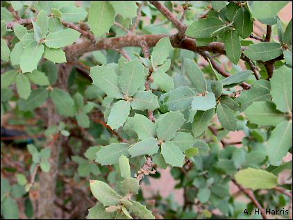 leaves of scrub oak
