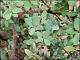 thumbnail of scrub oak