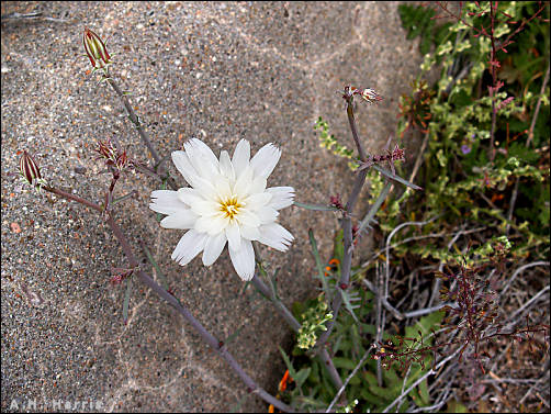 Rafinesquia neomexicana in bloom