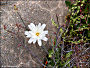 thumbnail of desert chicory bloom