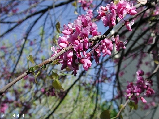 blossoms of redbud