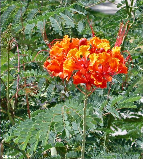 Red Bird of Paradise flowers