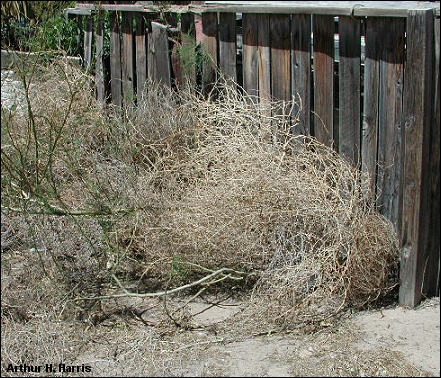 Old tumbleweed plants