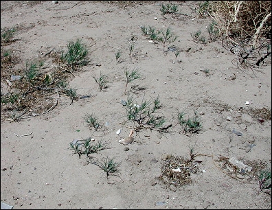 young tumbleweeds