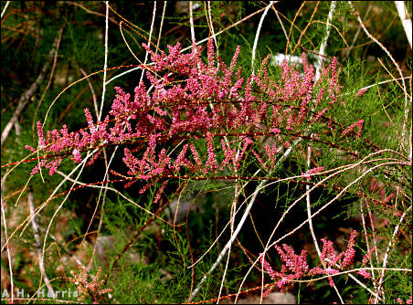 flowers of salt cedar, or tamarisk
