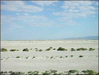 Salt Flat scene