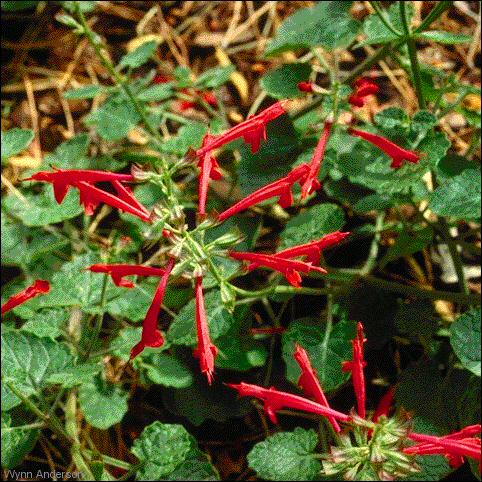 Flowers and foliage of Cedar Sage