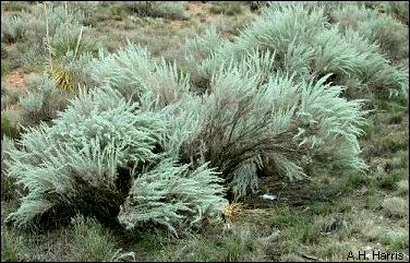 Sand Sagebrush (<i>Artemisia filifolia</i>)