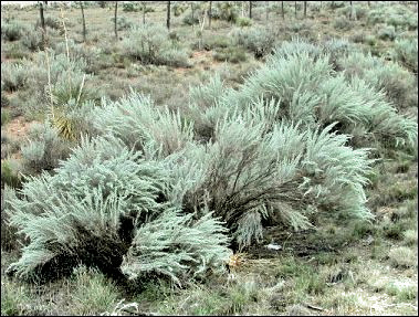 sand sagebrush