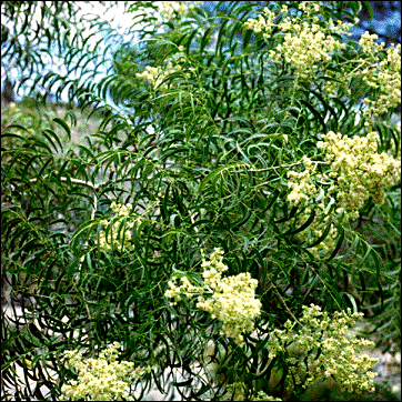 Soapberry Flowers