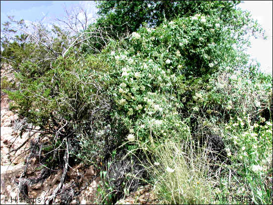 Mass of Sarcostemma cynanchoides over-growing other plants