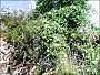 thumbnail of a twining milkweed vine