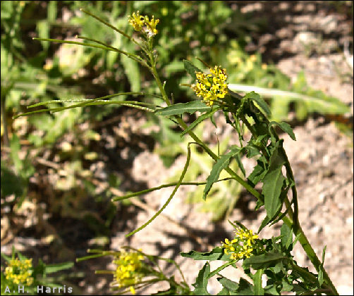 Foliage, flowers, and fruit of Sisymbrium irio, London Rocket