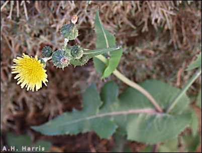 Overview of Sonchus oleraceus, sowthistle