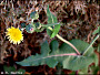 thumbnail of sow thistle