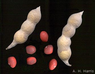 pods and fruit