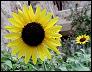 thumbnail of sunflower