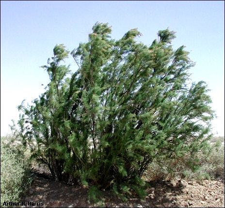 Tamarisk (salt cedar)