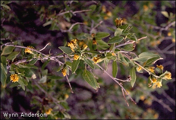 photograph of tarbush