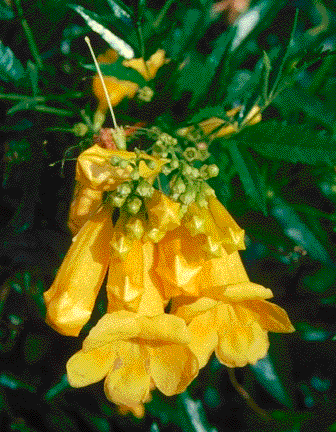 Yellow bells, Tecoma stans