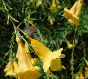 flowers and foliage