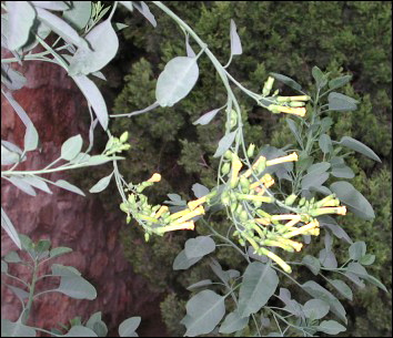 Leaves and Flowers
