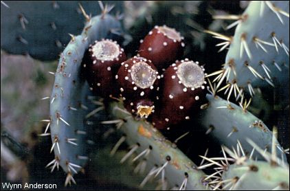 cactus and fruit