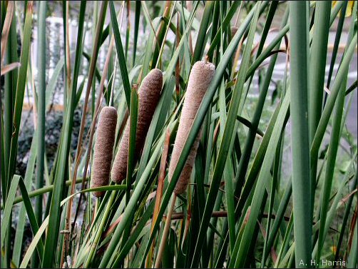 overview of cattails