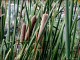 thumbnail of cattail plants