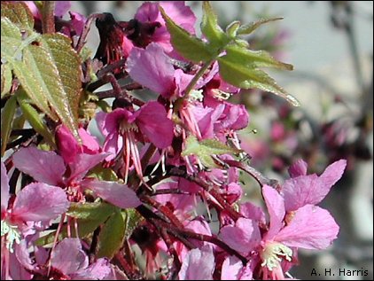 flowers of Ungnadia