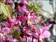 thumbnail of flowers of Mexican buckeye
