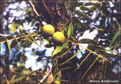 Little Walnut (<i>Juglans microcarpa</i>