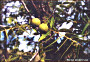 thumbnail of walnuts