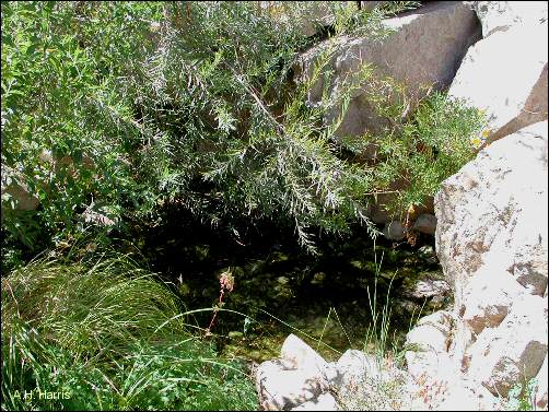 willow tree