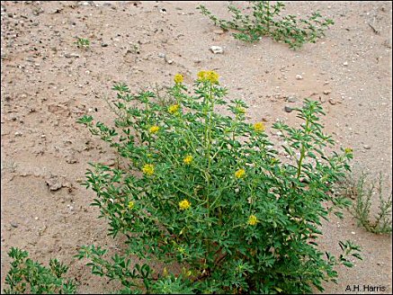 Jackass Clover plant