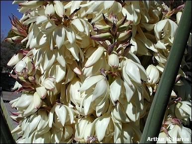 yucca blossoms