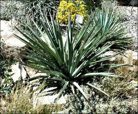 Overview of <i>Yucca baccata</i>, Banana Yucca