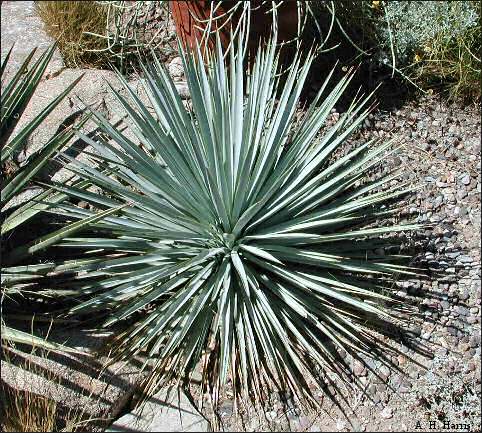 Blue Yucca