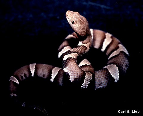 Copperhead