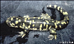 thumbnail of tiger salamander