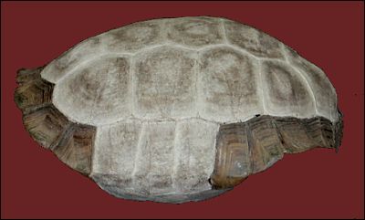 shell of Bolson Tortoise